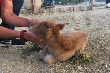 beautiful furry horse and cute foal