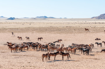 Fototapeta na wymiar Wild horses of the Namib at Garub