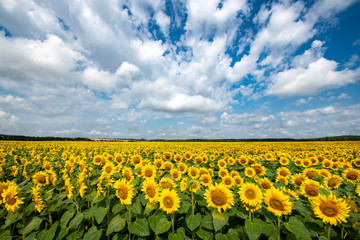 Sunflowers field over blue cloudy sky