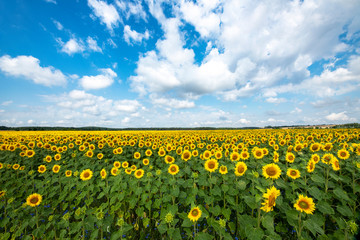 Fototapeta premium Sunflowers field over blue cloudy sky