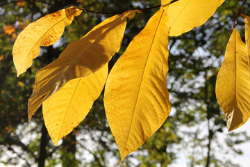 Gelbe Herbstblätter