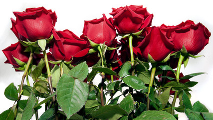 bouquet of red roses on a white background, bottom view