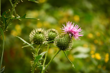 oset, Carduus ,łąka