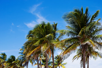 Fototapeta na wymiar Palm during sunny day at vacation time