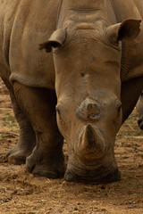 Obraz premium Close up of a rhino head