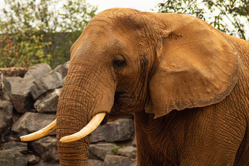 African elephant head close up