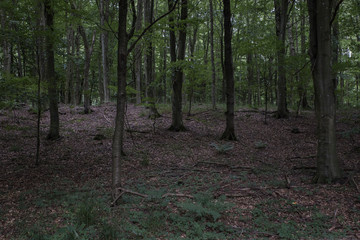 Forest in skåne sweden