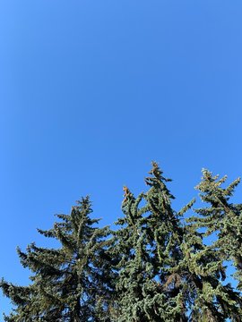 Tops Of The Pine Trees And Blue Sky Background