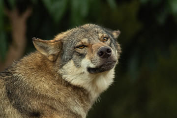 Naklejka na ściany i meble Eurasian Grey Wolf close up