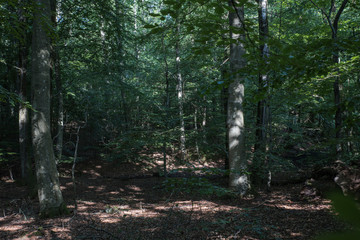 Forest in skåne sweden