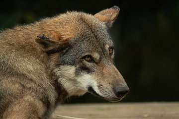 Naklejka na ściany i meble Eurasian Grey Wolf close up