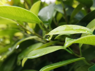 green leaf with water drops