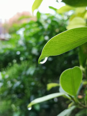 green leaf with water drops