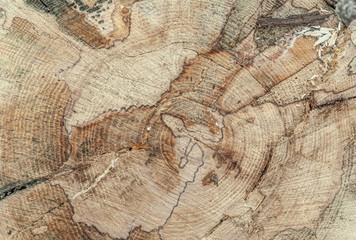 abstract background of cross section of a sawn tree with annual rings close up