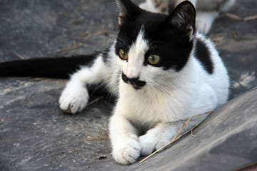 Naklejka na ściany i meble cute in the garden furry cat