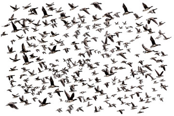 a flock of birds in the fog