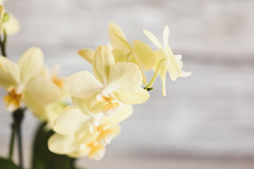 Fototapeta na wymiar Close Up of a Mini Yellow Phalaenopsis Orchid in Bloom