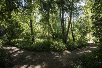 Forest in skåne sweden