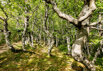 Parajes durante la subida al monte Ezkaurre/Ezcaurre situado entre navarra y huesca