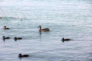 cute ducks swimming in the lake