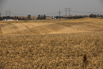 Fototapeta na wymiar fields with crops and hay rolls