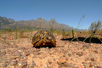 With less than 3 000 alive today, the geometric tortoise is critically endangered and it is found...