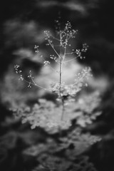 Abstract monochrome texture of nature, natural background from plants