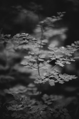 Abstract monochrome texture of nature, natural background from plants