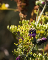 Bumblebee with light hair on a flower
