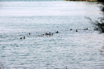 cute ducks swimming in the lake