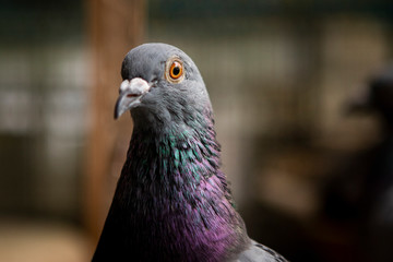 close up head of homing pigeon bird