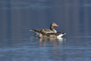 Graugans in der Morgensonne	
