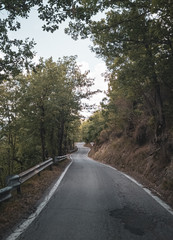 strada a curve nel bosco