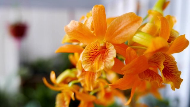 Beautiful yellow with orange dendrobium orchid in a garden.