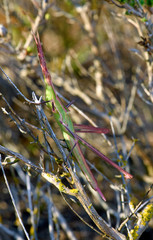 Nosed grasshopper / Nasenschrecke (Acrida ungarica), Peloponnese, Greece