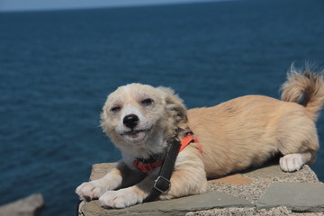 cute and furry dog ​​in the garden