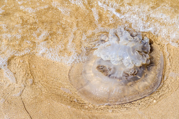 Fototapeta na wymiar Dead large jellyfish on the sand of the sea beach on a summer day. Waves wash over the body of the jellyfish. A marine animal posing a danger to tourists having a rest at sea. High quality photo