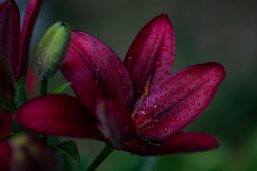 Burgundy lily on a dark green background