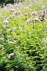 休憩中のアサギマダラ