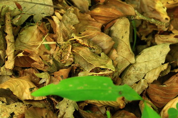 Frosch im Laub