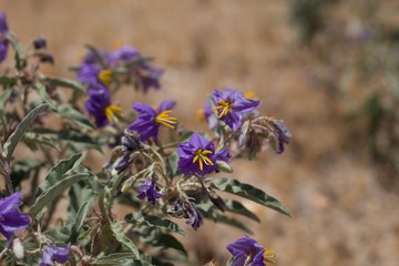 Purple raceme inflorescences of Silverleaf Nightshade, Solanum Elaeagnifolium, Solanaceae, naturalized invasive toxic perennial near Joshua Tree City, Southern Mojave Desert, Springtime.