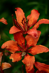 Orange lily flower on dark green background