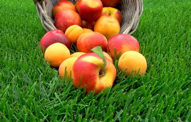 Summer banner with fresh and juicy peaches and apricots in a basket in the green grass background. Fresh fruit and harvesting concept.