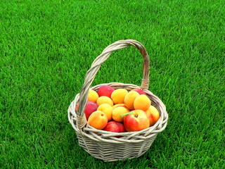 Summer banner with fresh and juicy peaches and apricots in a basket in the green grass background. Fresh fruit and harvesting concept.