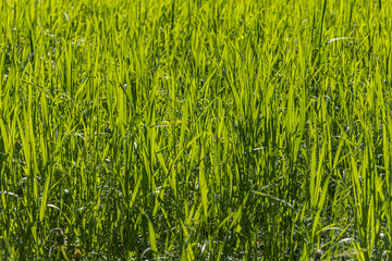 Fototapeta premium Beautiful horizontal texture of green Creeping Wild Rye grass is in summer