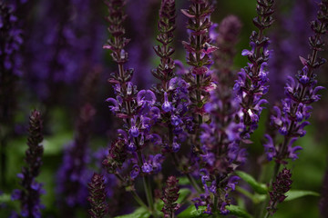 Lilac flowers on a dark green background