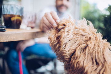 Giving food to an adorable dog during a meal at a restaurant