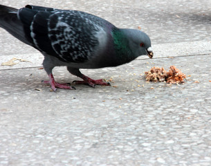 cute birds and pigeons that eat food