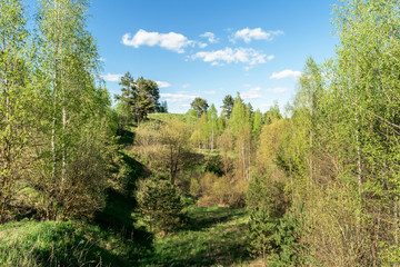 Hills and lowlands of European nature. Dense thickets of trees and bushes. Wildlife forest landscape on summer sunny day