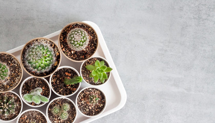 Cactus and succulent plants collection in paper cups on a tray. Home garden